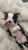 On Hold - Captain, a male Boston Terrier for sale in Bremerton, WA – 4 of 10