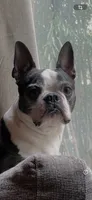 On hold-Dash, a male Boston Terrier for sale in Bremerton, WA – 10 of 10
