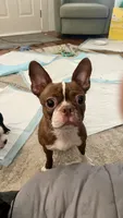 On Hold- Deisel, a male Boston Terrier for sale in Bremerton, WA – 9 of 9