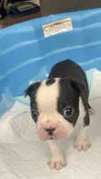 Captain, a male Boston Terrier for sale in Bremerton, WA – 3 of 6