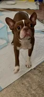 On Hold - Captain, a male Boston Terrier for sale in Bremerton, WA – 8 of 10