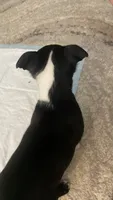 On hold-Dash, a male Boston Terrier for sale in Bremerton, WA – 4 of 10