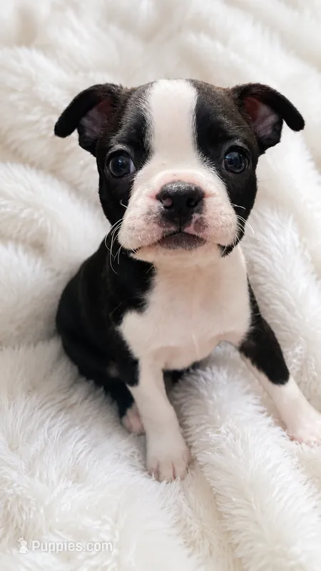 Dash – Boston Terrier puppy for sale in Bremerton, WA