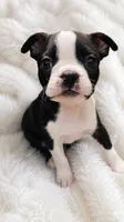 On hold-Dash, a male Boston Terrier for sale in Bremerton, WA – 1 of 10