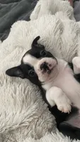 On hold-Dash, a male Boston Terrier for sale in Bremerton, WA – 5 of 10