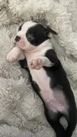 On Hold - Dunkin, a male Boston Terrier for sale in Bremerton, WA – 3 of 7