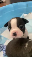 Deisel, a male Boston Terrier for sale in Bremerton, WA – 4 of 5