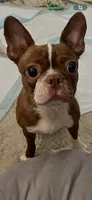 On hold-Dash, a male Boston Terrier for sale in Bremerton, WA – 8 of 10