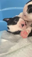 Captain, a male Boston Terrier for sale in Bremerton, WA – 4 of 6