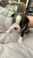 Dash, a male Boston Terrier for sale in Bremerton, WA – 3 of 5