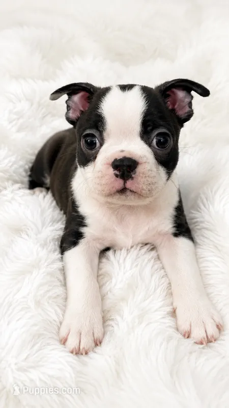 Captain – Boston Terrier puppy for sale in Bremerton, WA