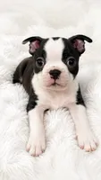 On Hold - Captain, a male Boston Terrier for sale in Bremerton, WA – 1 of 10