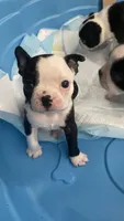 On Hold-Panda, a male Boston Terrier for sale in Bremerton, WA – 7 of 7