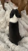On Hold- Deisel, a male Boston Terrier for sale in Bremerton, WA – 4 of 9