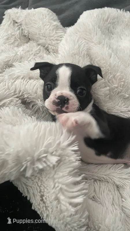 Dash – Boston Terrier puppy for sale in Bremerton, WA