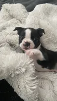 On hold-Dash, a male Boston Terrier for sale in Bremerton, WA – 2 of 10