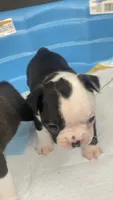 Panda, a male Boston Terrier for sale in Bremerton, WA – 2 of 4