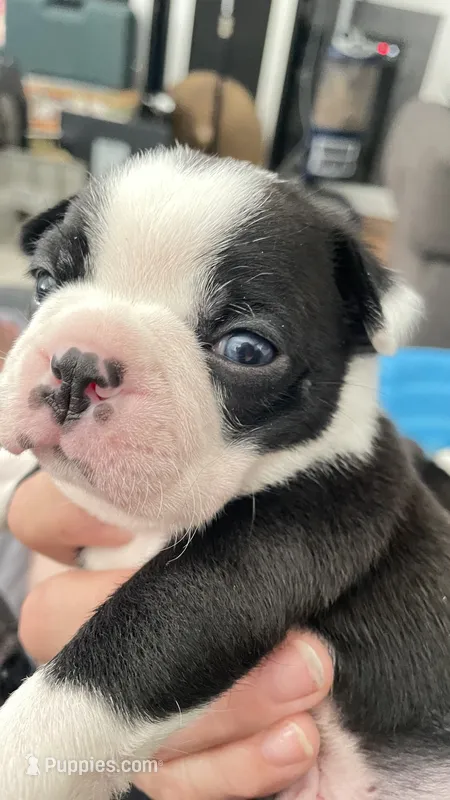Dunkin – Boston Terrier puppy for sale in Bremerton, WA