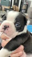 Dunkin, a male Boston Terrier for sale in Bremerton, WA – 1 of 4