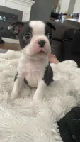 On Hold - Captain, a male Boston Terrier for sale in Bremerton, WA – 3 of 10