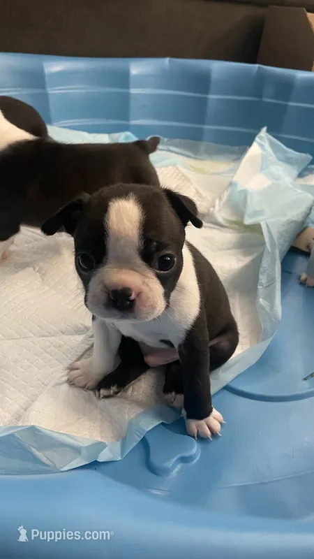 Deisel – Boston Terrier puppy for sale in Bremerton, WA