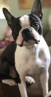 On Hold - Captain, a male Boston Terrier for sale in Bremerton, WA – 9 of 10