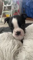 On hold-Dash, a male Boston Terrier for sale in Bremerton, WA – 6 of 10