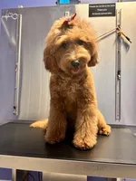 Rylee , a female Goldendoodle for sale in West Palm Beach, FL – Photo 10 of 10