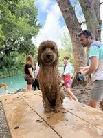 Rylee , a female Goldendoodle for sale in West Palm Beach, FL – Photo 7 of 10