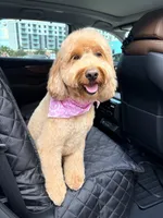 Rylee , a female Goldendoodle for sale in West Palm Beach, FL – Photo 6 of 10