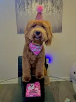 Rylee , a female Goldendoodle for sale in West Palm Beach, FL – Photo 9 of 10