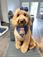 Rylee , a female Goldendoodle for sale in West Palm Beach, FL – Photo 5 of 10