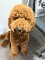 River , a  Goldendoodle for sale in West Palm Beach, FL – Photo 2 of 6