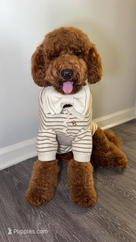 River  – Goldendoodle puppy for sale in West Palm Beach, FL