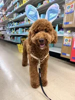 River , a  Goldendoodle for sale in West Palm Beach, FL – Photo 3 of 6