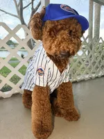 River , a  Goldendoodle for sale in West Palm Beach, FL – Photo 4 of 6