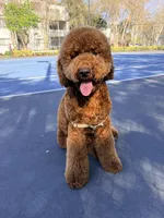 River , a  Goldendoodle for sale in West Palm Beach, FL – Photo 6 of 6