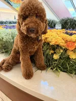 River , a  Goldendoodle for sale in West Palm Beach, FL – Photo 5 of 6
