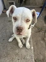 puppy doesn’t have a name , a female American Pit Bull Terrier for sale in Merced, CA – Photo 2 of 2