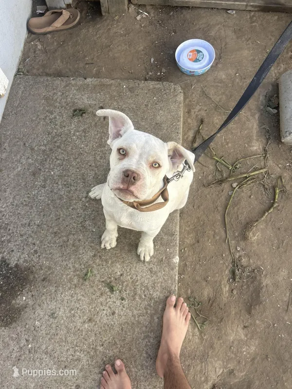 puppy doesn’t have a name  – American Pit Bull Terrier puppy for sale in Merced, CA