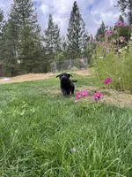 Charlie , a male Goldendoodle and Labrador Retriever for sale in Deer Park, WA – 2 of 3