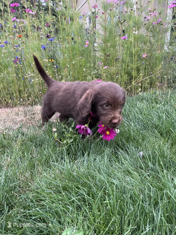 Daisy – Goldendoodle, Labrador Retriever puppy for sale in Deer Park, WA
