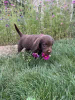 Daisy, a female Goldendoodle and Labrador Retriever for sale in Deer Park, WA – 1 of 3