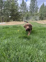 Leonardo, a male Goldendoodle and Labrador Retriever for sale in Deer Park, WA – 2 of 3