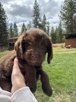 Daisy, a female Goldendoodle and Labrador Retriever for sale in Deer Park, WA – 3 of 3