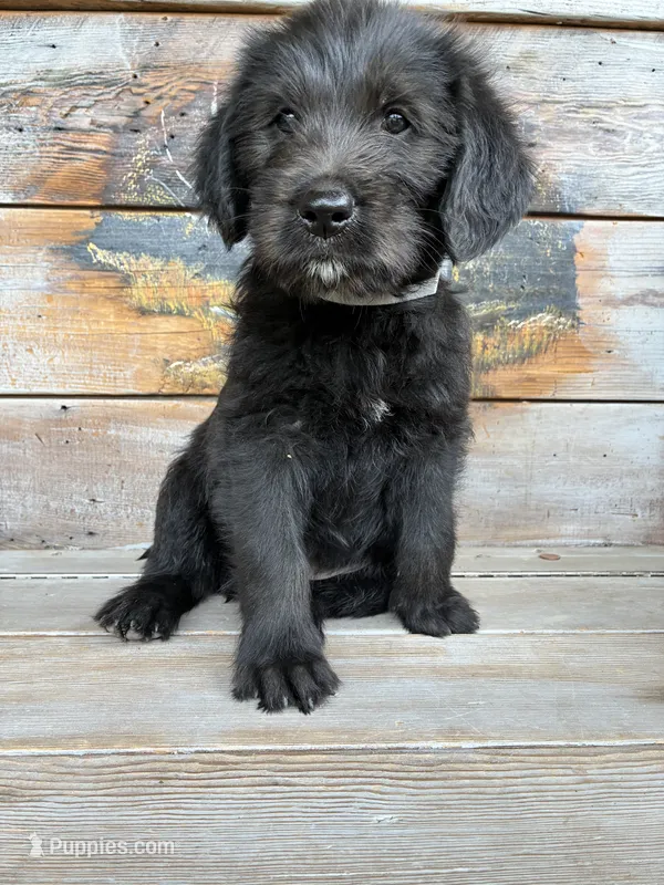 Bernard – Goldendoodle, Labrador Retriever puppy for sale in Deer Park, WA