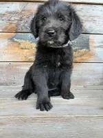 Bernard, a male Goldendoodle and Labrador Retriever for sale in Deer Park, WA – 1 of 3