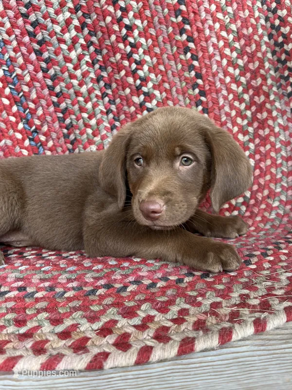 Leonardo – Goldendoodle, Labrador Retriever puppy for sale in Deer Park, WA