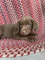 Leonardo, a male Goldendoodle and Labrador Retriever for sale in Deer Park, WA – 1 of 3