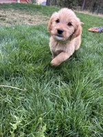 Luka , a male Goldendoodle and Labrador Retriever for sale in Deer Park, WA – 3 of 4
